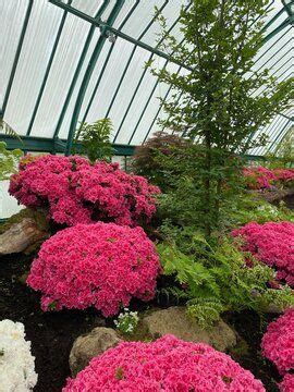 flowers in a greenhouse Stock Photo in 2022 | Plants, Stock photos, Photo