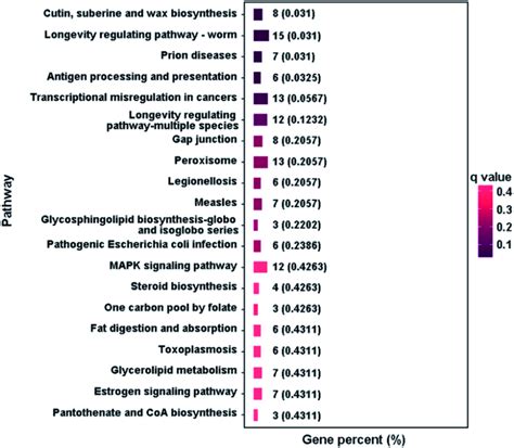 KEGG pathway analysis of differently expressed genes (TOP 20 of the ...