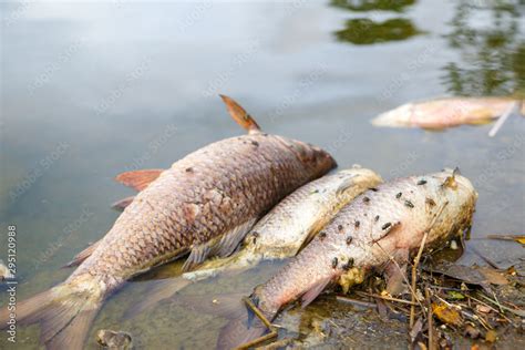 Dead fish floated with fly and other trash in the dark water, Water ...