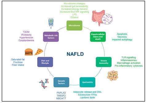 Screening For Non Alcoholic Fatty Liver Disease Encyclopedia MDPI