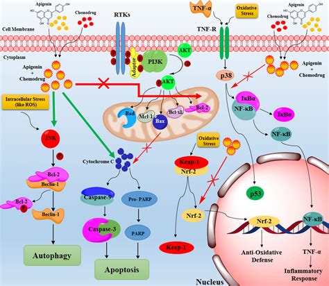 The Schematic Apoptosis And Autophagy Induction By Apigenin When It Is