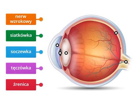 Budowa Oka Kl Labelled Diagram