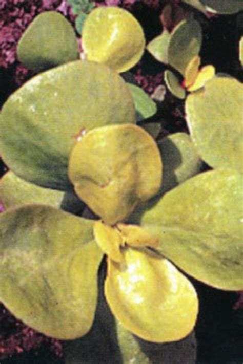 Golden Purslane 500 Seeds Organic Seeds Etsy