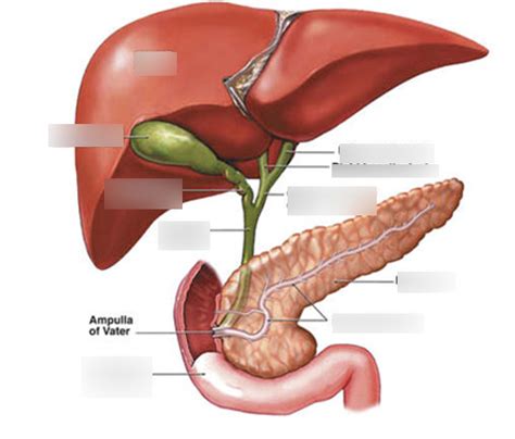 Bile Duct Diagram