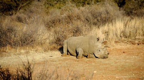 Berliner Tageszeitung La Caza De Rinocerontes Persiste En Sudáfrica