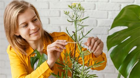 4 Erros Que Te Impedem De Ter Um Jardim Florido Na Sua Casa Veja Como