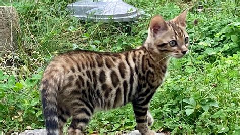 Bengal Kittens First Walk On A Leash Youtube