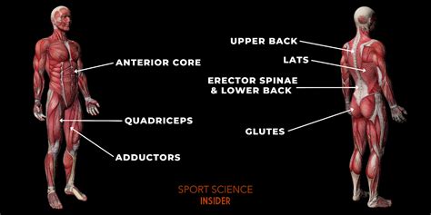 What Muscles Do Goblet Squats Work? – Sport Science Insider