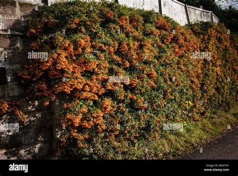 Pyracantha hedge hi-res stock photography and images - Alamy