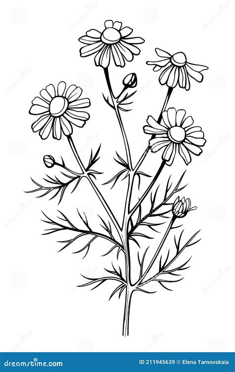 Chamomile Flower Line Art Drawing Daisy Wild Flowers And Leaves Isolated On White Background