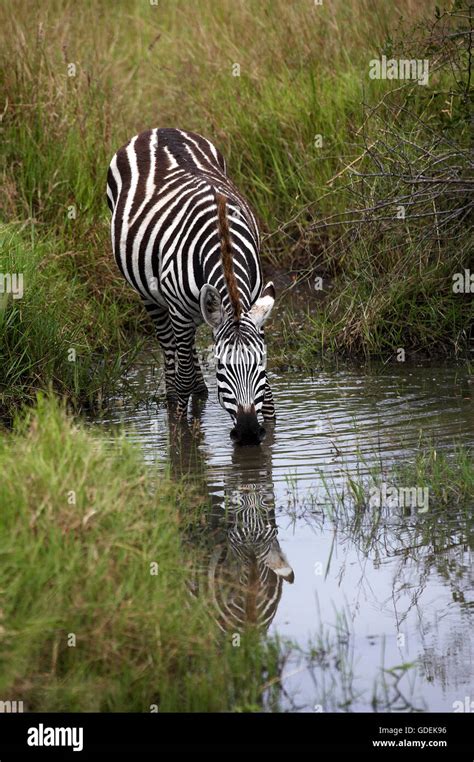 Burchell S Zebra Equus Burchelli Adult Drinking At Water Hole Masai