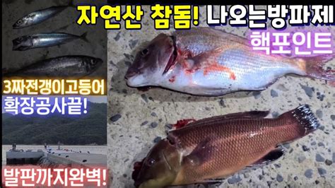 거제73방파제정복38함박금돌돔빼고다나온다는방파제이쁜참돔이나오네요전갱이고등어는덤ft 캠추메 소불고기뽁음밥술먹방까지