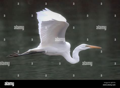 White egret flying near a lake surface Stock Photo - Alamy