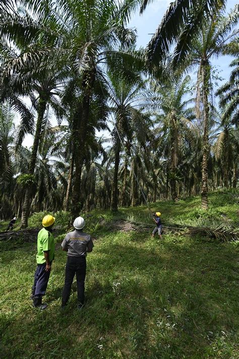 Ciptakan Sawit Berkelanjutan Replanting Jadi Jawaban