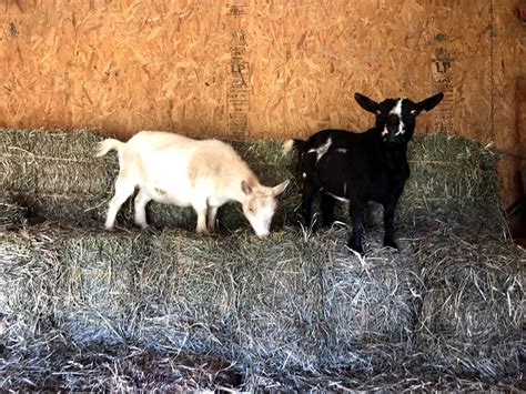 Miniature Goats: The Ultimate Guide - Mranimal Farm