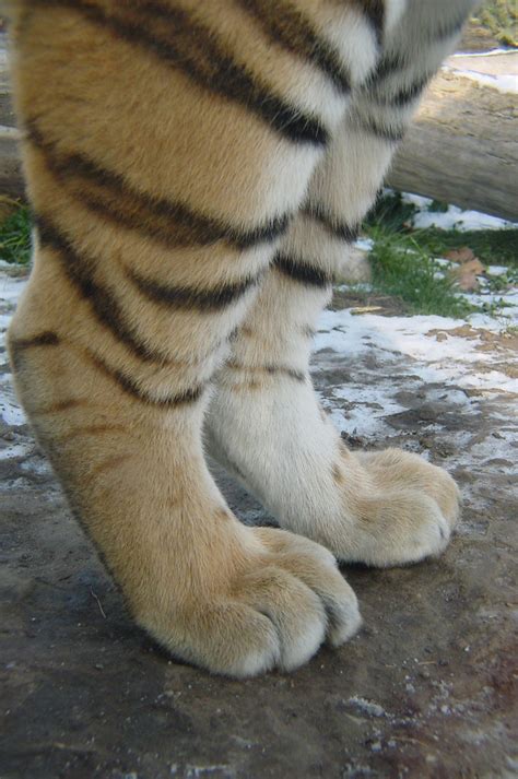 Tiger Paws The Back Paws Of A Tiger At The Boise Zoo Take Flickr