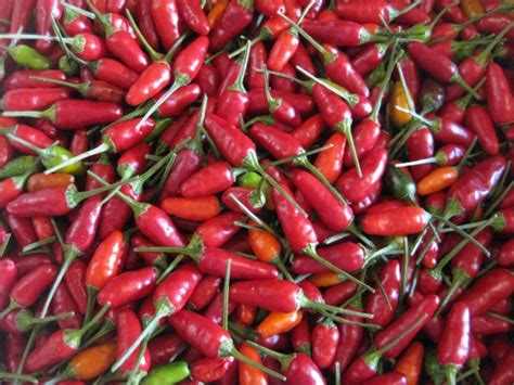 Hot Ornamental Pepper ‘christmas Seeds Certified Organic Garden