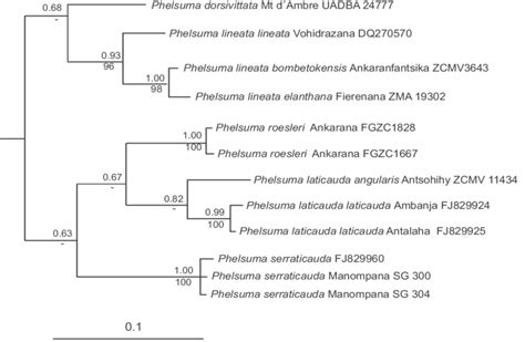 Bayesian Majority Rule Consensus Phylogram Based On Sequences Of