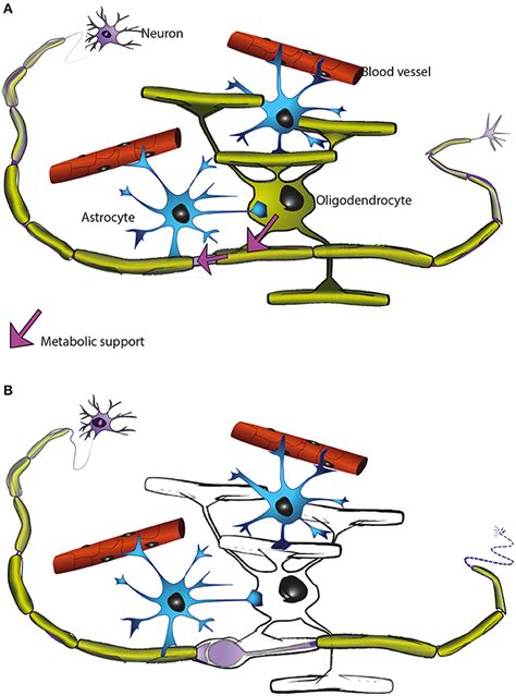 Frontiers The Axon Myelin Unit In Development And Degenerative Disease