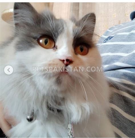 Pets Pakistan - Fertile female Persian Cat