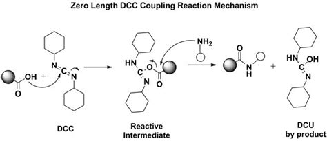 Pin On Protein Crosslinking Labelling