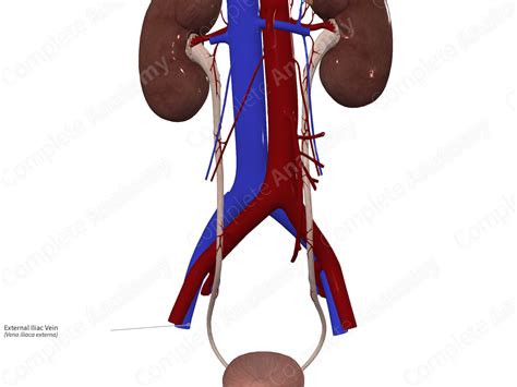 External Iliac Vein | Complete Anatomy