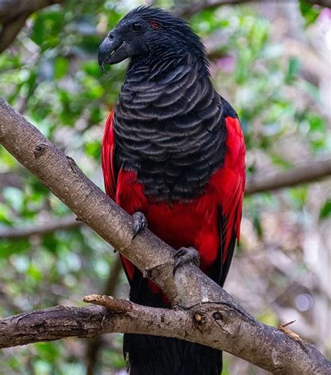 Dracula Parrot Everything You Should Know About Its Size And Lifespan