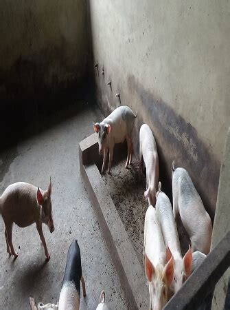 Pig Feed and Management Guidelines