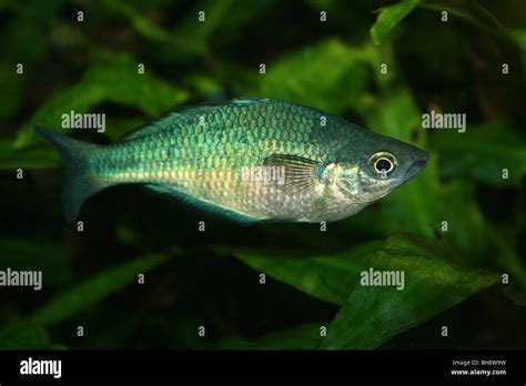 Lake Kutubu Rainbowfish Melanotaenia Lacustris Taken At Chester Zoo