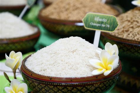 Cambodia, Australia Launch New Fragrant Rice Variety | Cambodianess