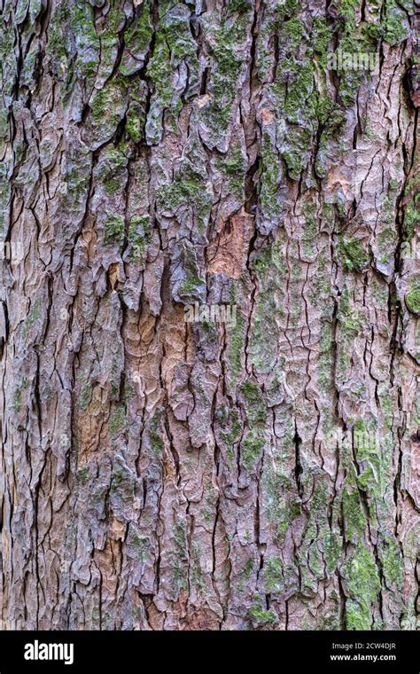 Close Up Of The Bark Of A Sycamore Tree Acer Pseudoplatanus Stock