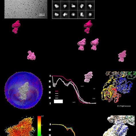 Figure Supplement Cryo Em Analysis Of The Kdpfabs Ac Complex