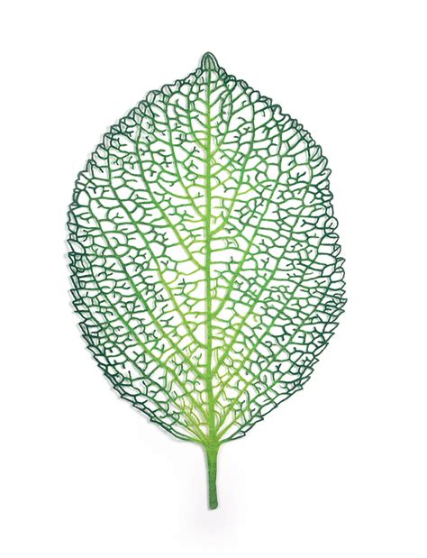 Hydrangea Leaf (Hydrangea macrophylla) by Meredith Woolnough | Artwork ...