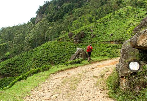 The Pekoe Trail The Miracle Island