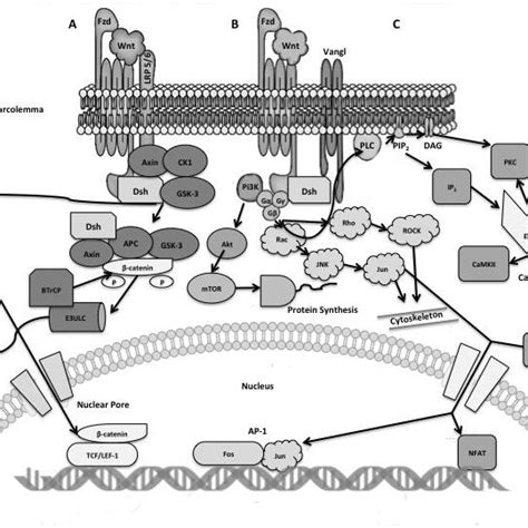 Canonical And Non Canonical Wntβ Catenin Signaling Pathways Download Scientific Diagram