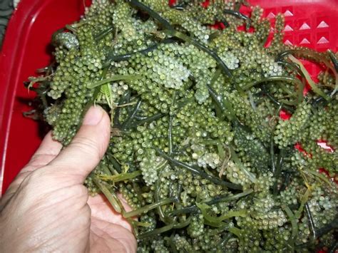 Sea grapes: A nutritious seaweed – Agriculture Monthly