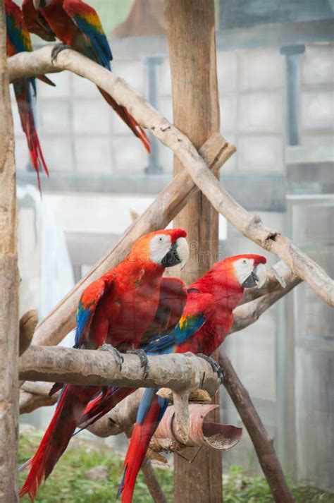 Ara parrot stock image. Image of ararauna, closeup, bright - 73419519