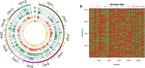 Genome Wide Distribution Of Snps Indels And Genetic Variants For The