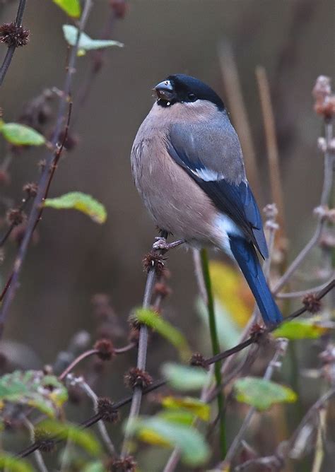 Alan James Photography Focus On Bullfinch