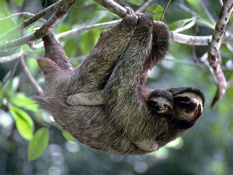 HerbWeb Sloths: photograph of a sloth family