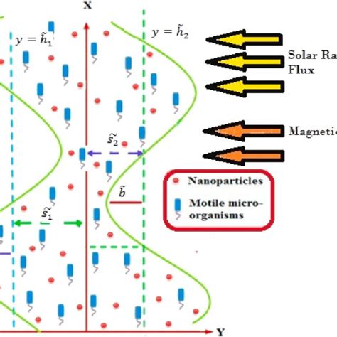 Geometrical Structure of peristaltic Action | Download Scientific Diagram