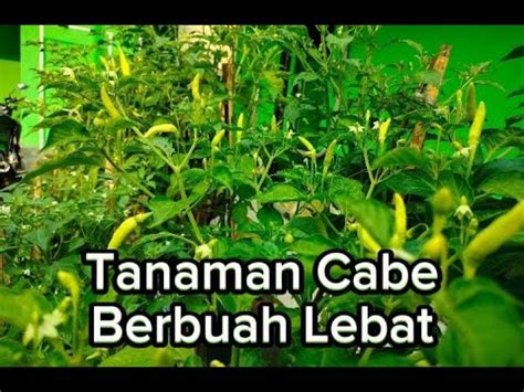 Tanaman Cabe Tumbuh Subur Di Halaman Buahnya Lebat Youtube