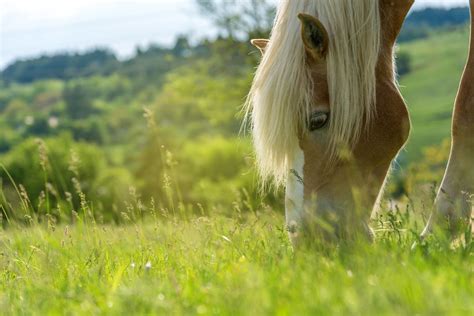 Wat Is Ruwvoer En Waarom Is Het Zo Belangrijk Voor Mijn Paard Becidor