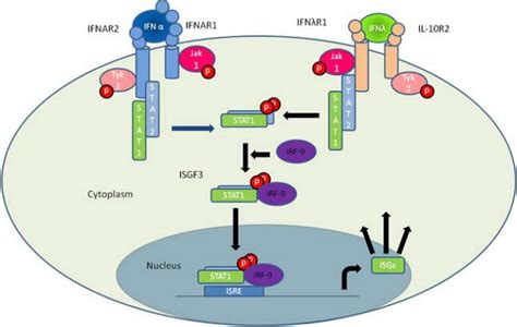 The Main Pathway Of Type I And Type Iii Interferon Induced Gene