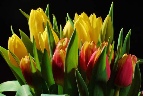 Tulip Flower Wallpaper Hd In Black Background | Best Flower Site