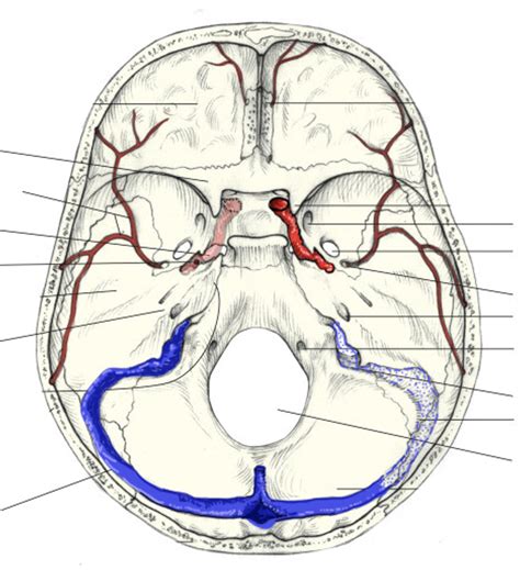 Skull Foramen Diagram Quizlet