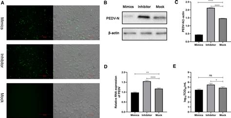 Inhibition Of Pedv Infection By Mirna 328 3p A Vero Cells Were