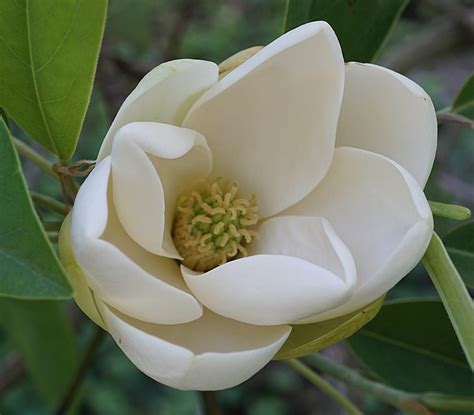 Flowering Trees Of Central Florida Uf Ifas Extension Orange County