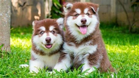 Top 10 cutest and cutest dog breeds in the world