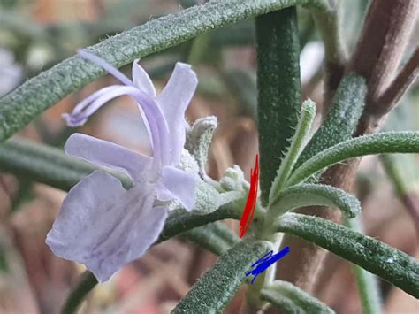 How To Remove Rosemary Flowers Without Damaging The Plant We Grow